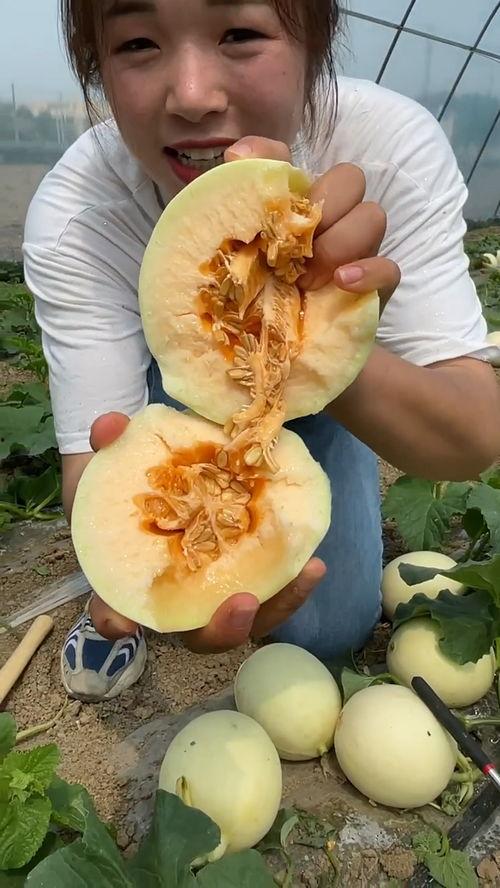 甜瓜爆料视频,娱乐圈幕后真相大曝光